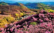 春花盛放美丽中国