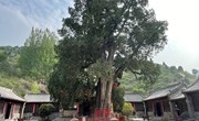 河南省古树名木复壮工程技术研究中心专家赴渑池体检黛眉周柏